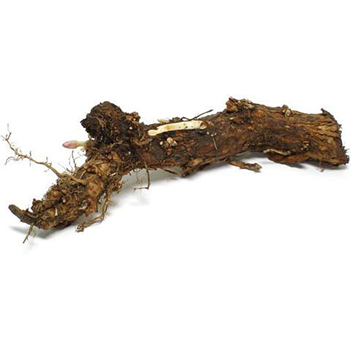Hop Pellets & Rhizomes