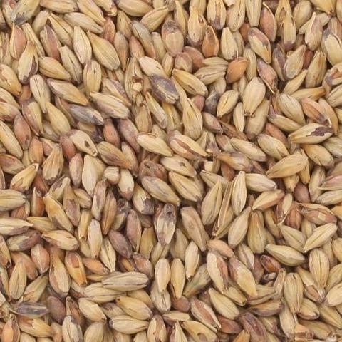 Malt - Specialty Malts