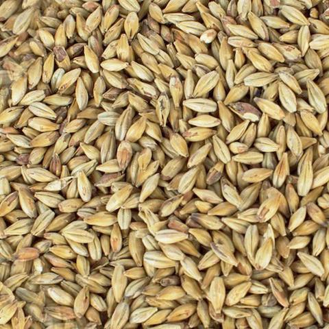 Malt - Specialty Malts