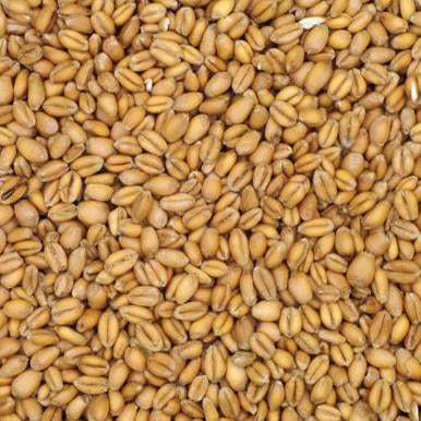 Malt - Specialty Malts