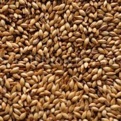 Malt - Cara Vienna