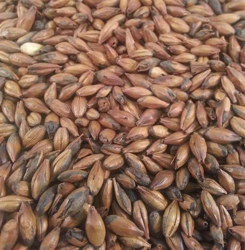 Malt - Specialty Malts