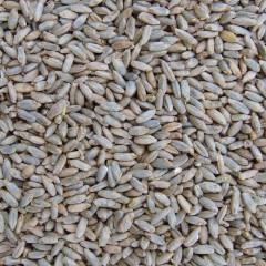 Malt - Specialty Malts