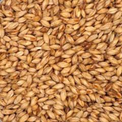 Malt - Specialty Malts